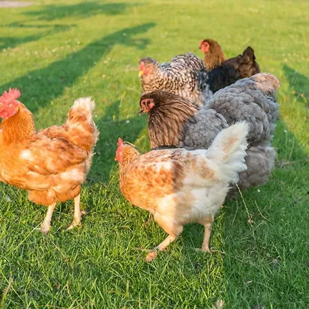 Puur8a לינה וארוחת בוקר 3*