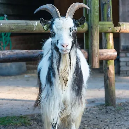 Oda ve Kahvaltı Puur8a Duizel