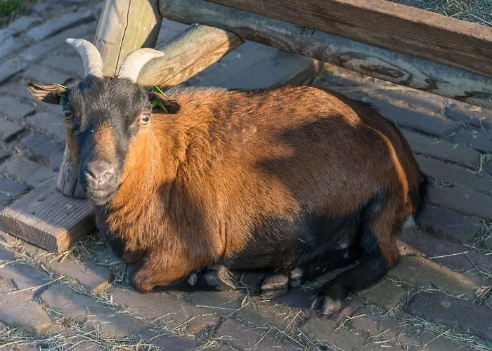 לינה וארוחת בוקר Puur8a 3*