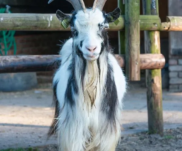 Bed & Breakfast Puur8a Duizel